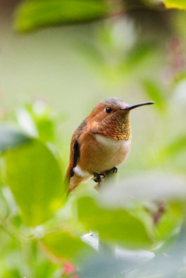 Garden Humingbird #1
