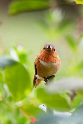 Garden Humingbird #2
