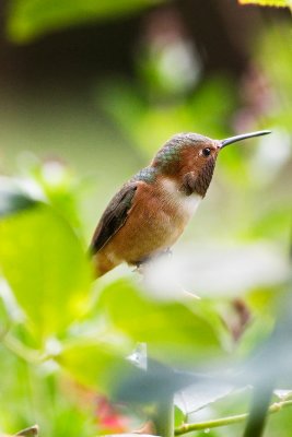 Garden Humingbird #3