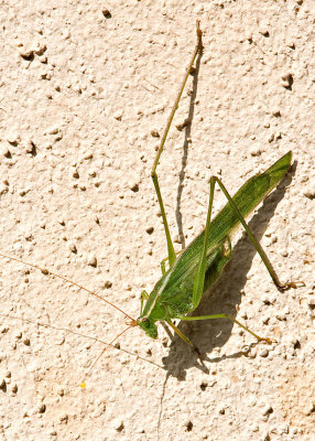 Bug on a Wall