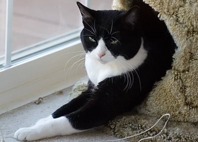 Sunday Afternoon Cat