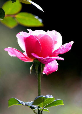 Backlit Rose