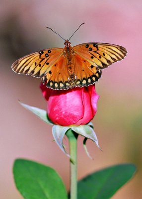 Back Yard Butterfly