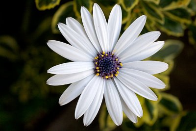 January Flower