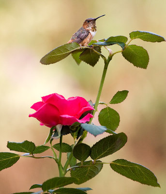 Bird and Rose