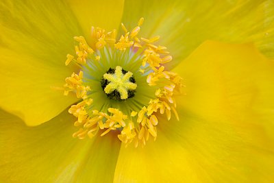 Yellow Flower