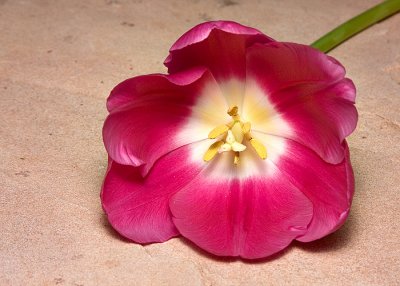 Inside Flower