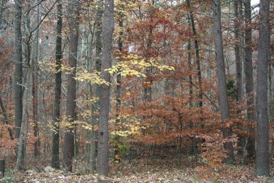 WoodsBlahLoRes.jpg