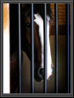 horseFramed.jpg