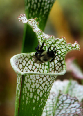PitcherPlantBeeGlow.jpg