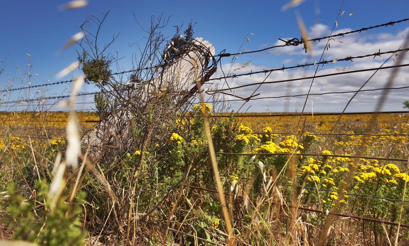 Outback Fence Post