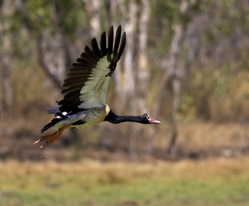 Magpie Goose_web.jpg