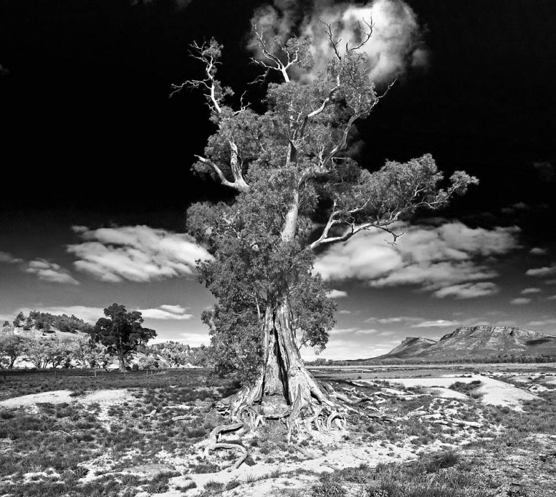 Spirit of Cazneaux