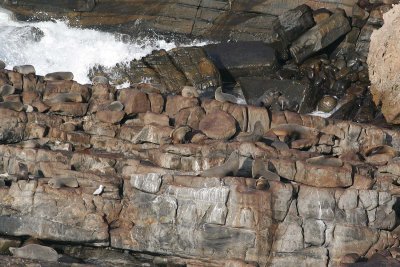 Cape du Couedic Seal Colony