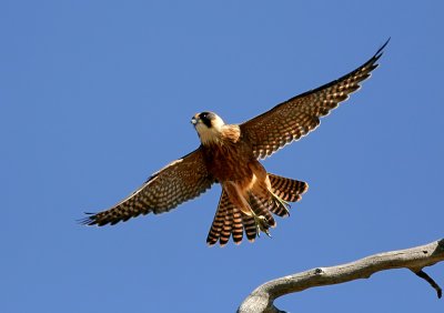 Australian Hobby