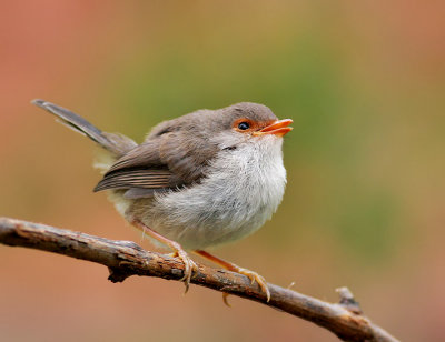 Female Superb Fairy Wren (Malurus cyaneus)