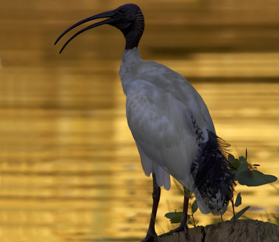 Sacred Ibis