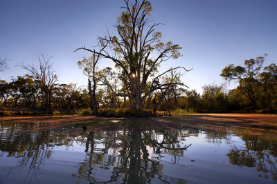 Murray River Backwater