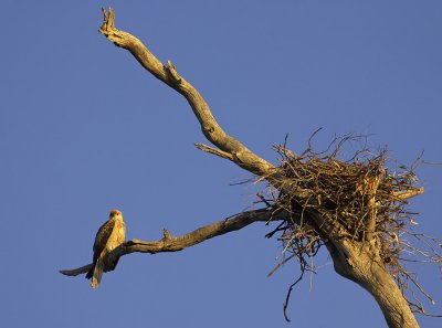 Brown Kite_8_web.jpg