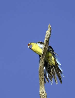 Green Rosella_web.jpg