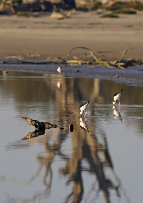 Lake Bonney Pied Silts_web.jpg