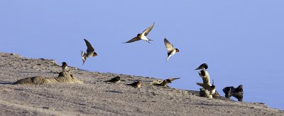 Lake Bonney Fairy Martins