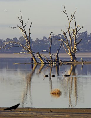 Lake Bonney Swans_3_web.jpg