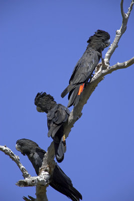 Red Tailed Black Cockatoos_web.jpg