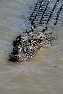 Adelaide River Crocodile