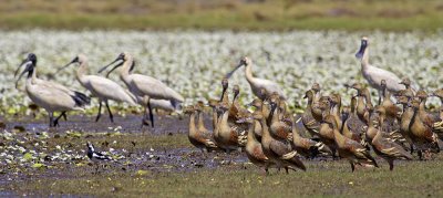 Whistling Ducks and Spoonbills