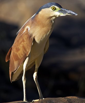 Pied Heron_2_web.jpg