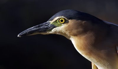 Pied Heron_3_web.jpg