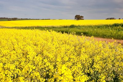 More Concordia Canola.