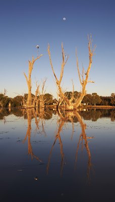 River Murray Billabong