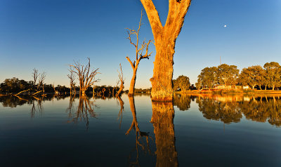 Murray River Billabong