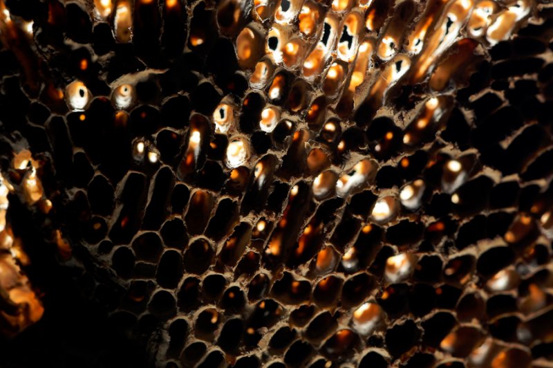 Honeycomb