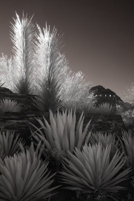 Agaves and Glass