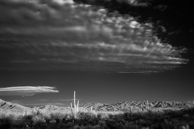 Clouds and Cactus