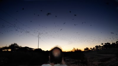 Dad and the Bats II