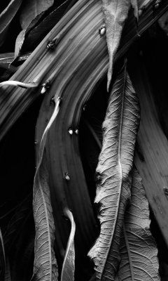 Veins Large and Small (B&W)