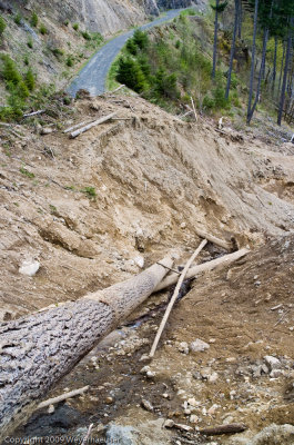 20090422_CanyonCk-12.jpg