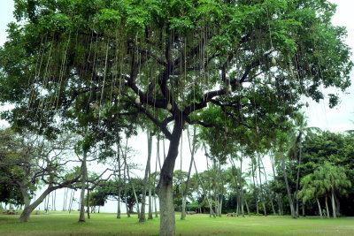 Tree_Hang_001.jpg