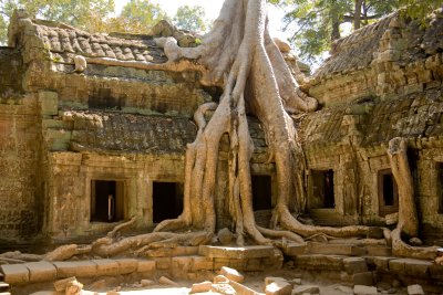 Khmer Spoong Tree roots remain from when the jungle completely engulfed the complex