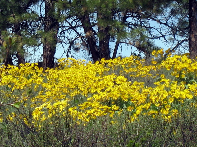 The sunflowers were spectacular!