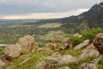 Fox the Dog along Mount Sanitas Trail