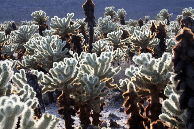 PalmSprings_147.jpg