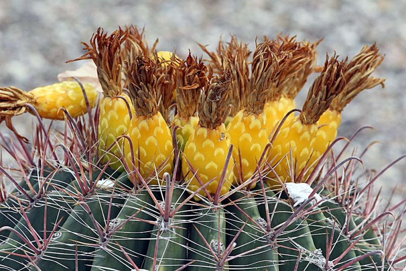 017-Tuscon.JPG