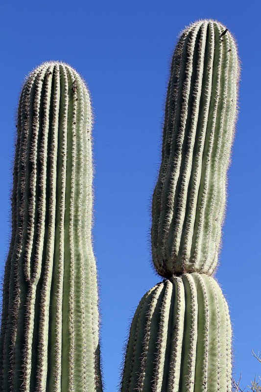 072_Tucson.JPG