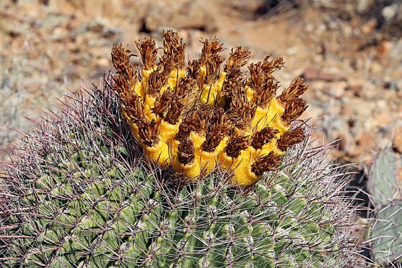 073_Tucson.JPG