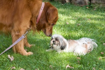 So you like my chewie bone...